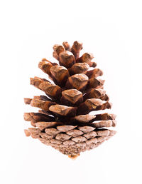 Close-up of pine cone against white background