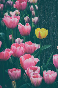 Close-up of flowers blooming in park