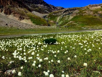 View of flowers growing in field