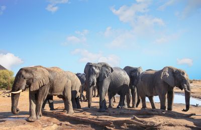 Elephants standing on land