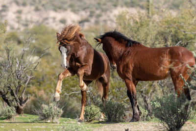 Playful wild stallions