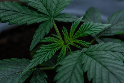 Close-up of leaves