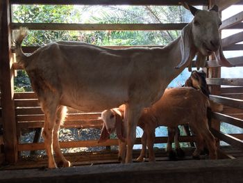 Horses standing by tree