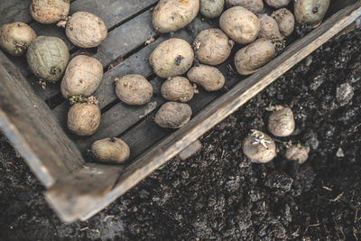 High angle view of potatoes in container