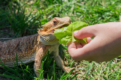 Bearded agama  feeding on green grass.