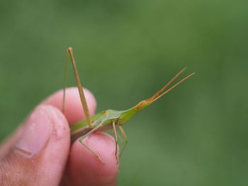 Close-up of insect on hand