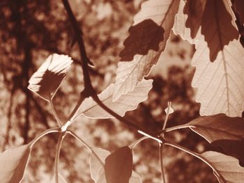 Close-up of leaves on tree trunk