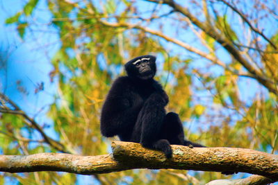 Low angle view of monkey sitting on tree