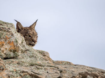 Low angle view of iberian lynx on rock at donana national park