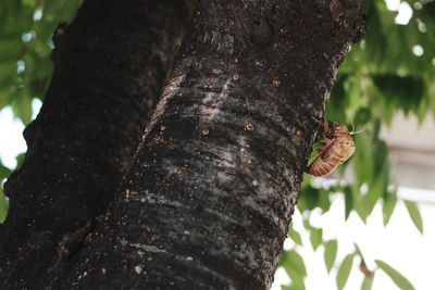 Close-up of insect on tree trunk