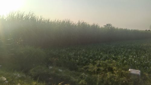 Plants growing on land against sky