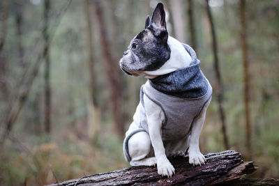 Dog looking away while sitting on wood