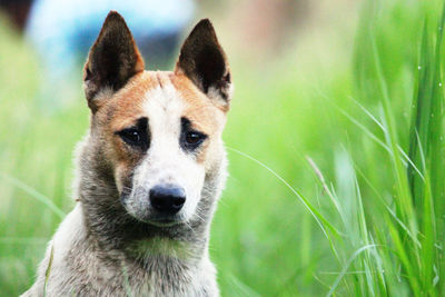 Close-up portrait of a dog on field