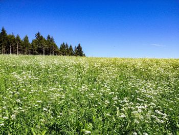 Scenic view of field against clear sky
