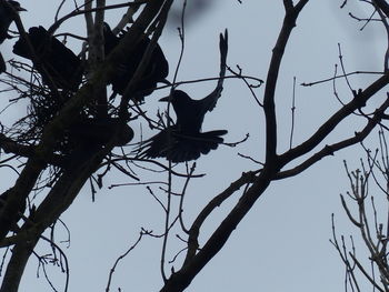 Low angle view of bird perching on branch against sky