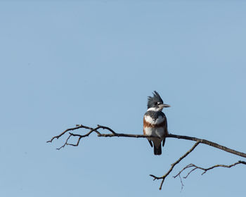 Low angle view of bird perching on branch against clear sky