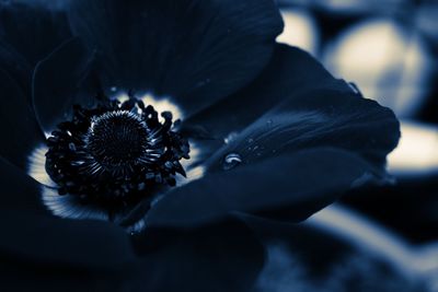 Close-up of flower blooming