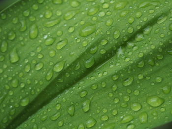 Full frame shot of wet leaves