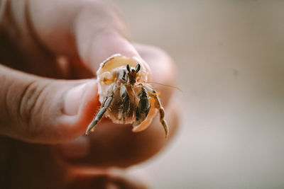 Close-up of a hand holding crab