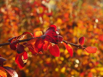 Close-up of red berries on tree during autumn