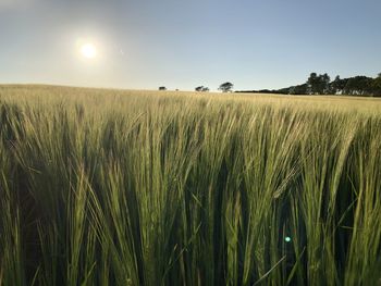 Scenic view of wheat field against sky