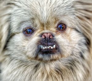 Close-up portrait of eye