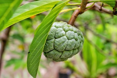 Close-up of fruit growing on tree