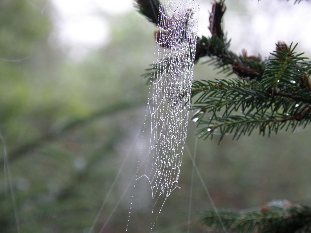 plant, nature, tree, focus on foreground, branch, no people, close-up, spider web, coniferous tree, pinaceae, beauty in nature, pine tree, outdoors, day, fragility, wet, environment, drop, frost, growth, tranquility, selective focus, flower, land, water, animal, forest
