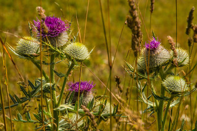 Close-up of purple thistle flowers on field