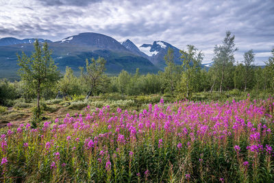 Purple flowering plants on field by mountains against sky