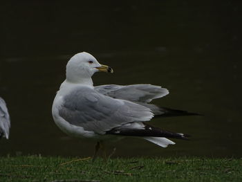 Close-up of seagull on land