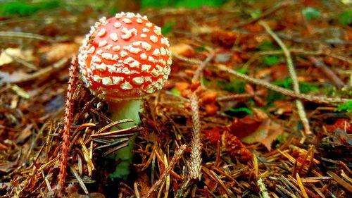 Close-up of fly agaric mushroom growing outdoors