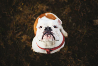 High angle portrait of a dog