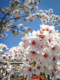 Low angle view of cherry blossoms against sky