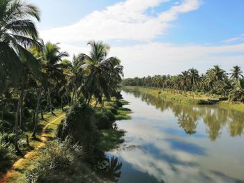Scenic view of palm trees against sky