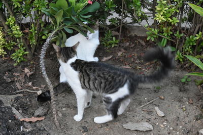 Close-up of cat on plants