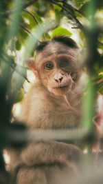 Portrait of monkey sitting on tree at forest