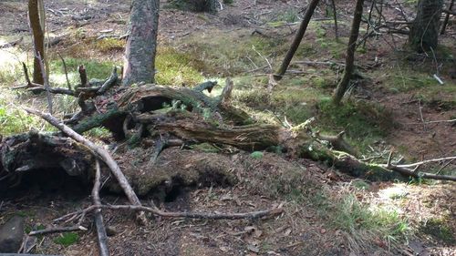 Trees in forest