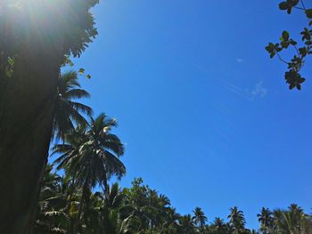 Low angle view of palm trees against blue sky