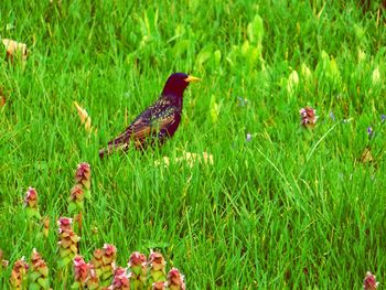 View of peacock on grassy field
