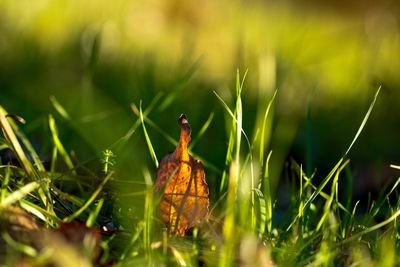 Close-up of insect on grass