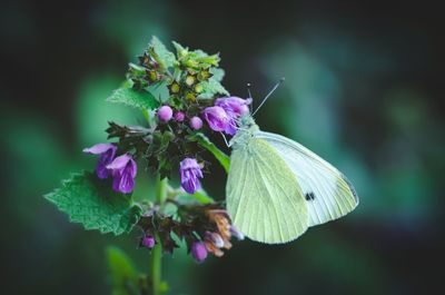 Close-up of butterfly pollinating on purple flower