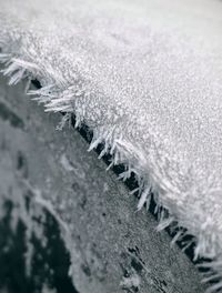 Close-up of snow covered plant