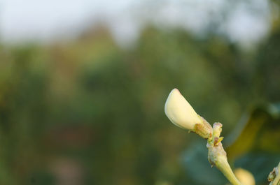 Close-up of flower buds growing on plant