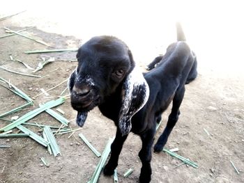 High angle view of puppy standing on field