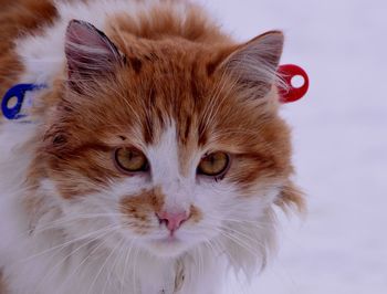 Close-up portrait of a cat