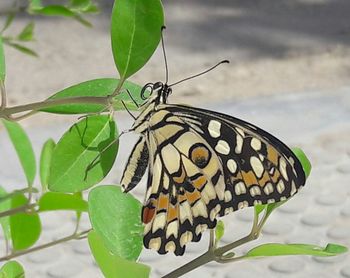 Close-up of butterfly perching on plant