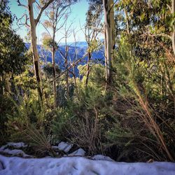 Trees on field in forest against sky