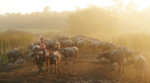 Horses in field