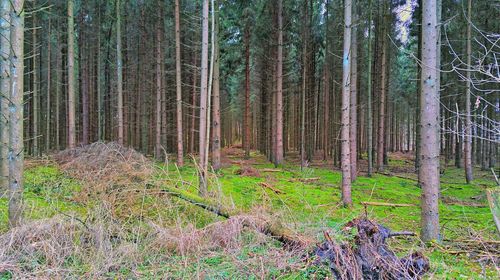 Trees in forest